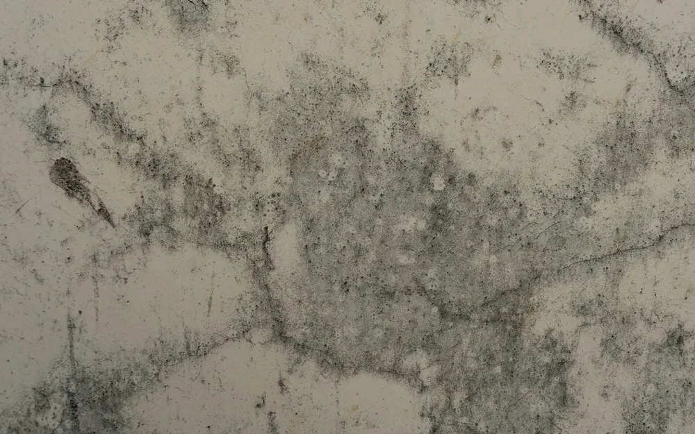 Manchas de humedad y hongos en la superficie de un muro