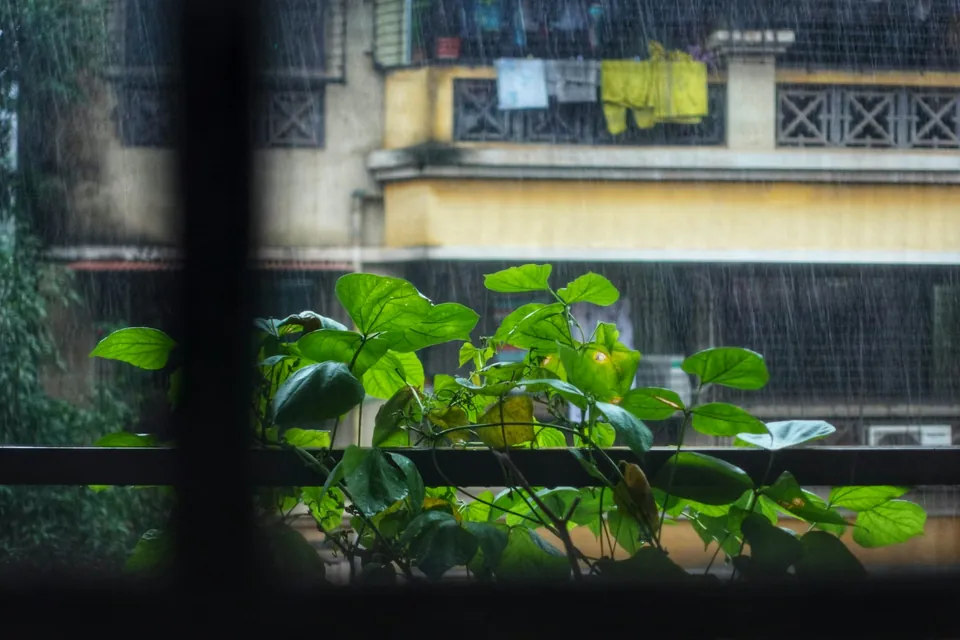 Balcón con plantas durante una lluvia